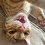 cat, orange_tabby, upside_down, teeth, whiskers, pink_nose, paw, feline, pet, indoor, close_up, playful, couch, fur, animal, cute, relaxed, home, mammal, resting