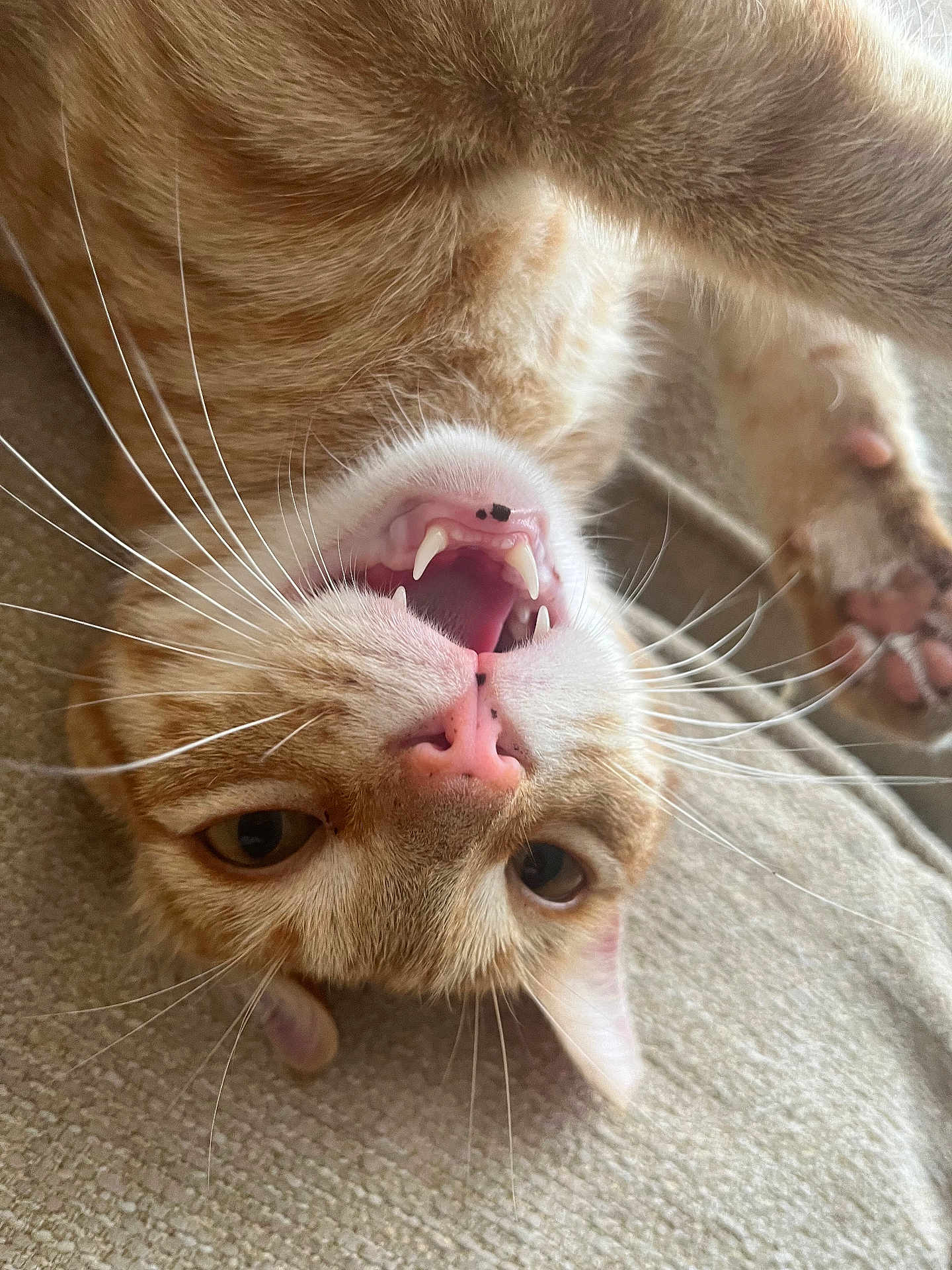 Frank is registered to the contest to win money with this photo: cat, orange_tabby, upside_down, teeth, whiskers, pink_nose, paw, feline, pet, indoor, close_up, playful, couch, fur, animal, cute, relaxed, home, mammal, resting