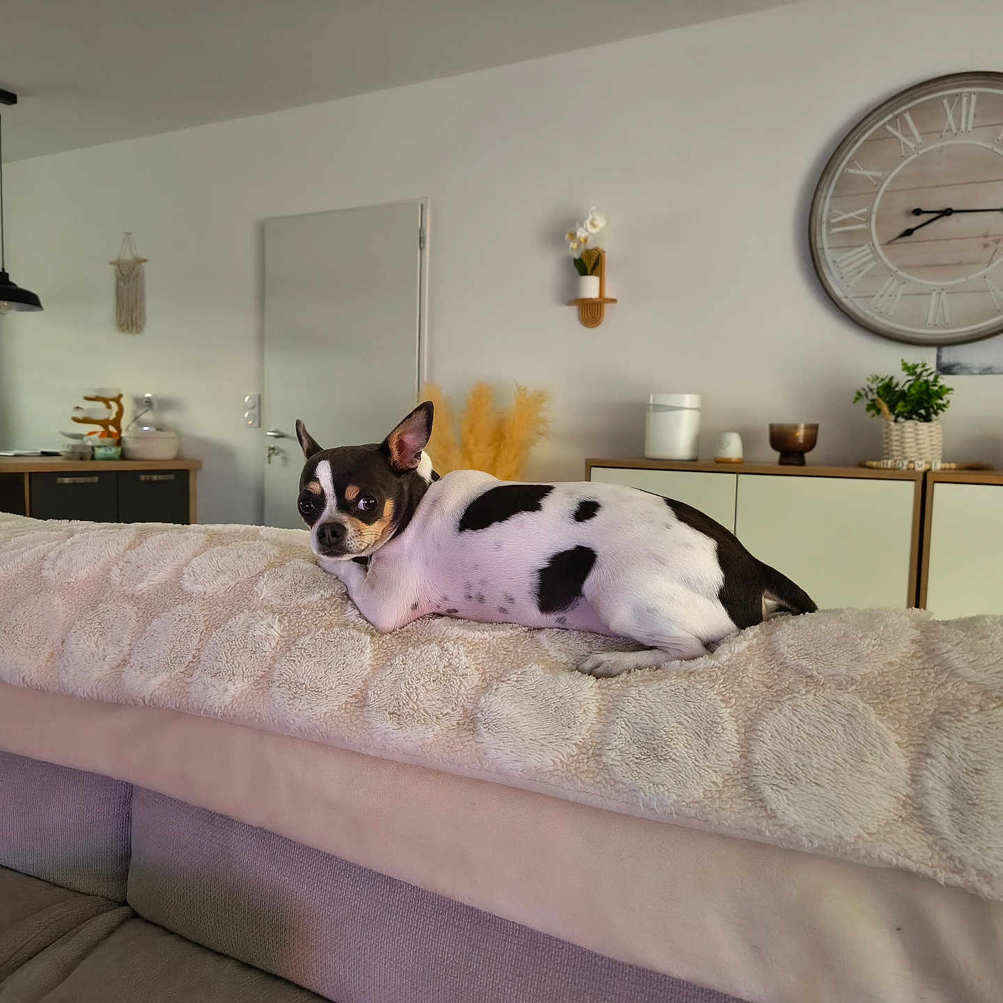 Snoopy a rejoint le concours — aidez-le/la à gagner de superbes lots ! dog, small_dog, black_and_white, pet, animal, lying_down, bed, bedspread, blanket, bedroom, home, interior, wall_clock, furniture, decor, plant, lamp, refrigerator, cozy, portrait