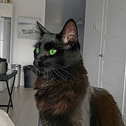 Yumi participe au concours pour gagner de l'argent avec cette photo : animal, black_cat, calm, cat, closeup, domestic_cat, door, ears, feline, fluffy_fur, furniture, green_eyes, household, indoor, living_room, pet, portrait, side_view, table, whiskers