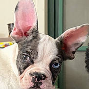 Boscoe is registered to the contest to win money with this photo: dog, puppy, pet, close_up, face, ears, heterochromia, blue_eye, brown_eye, snout, muzzle, pink_nose, white_fur, brindle_markings, whiskers, portrait, indoor, curious, staring, domestic_animal