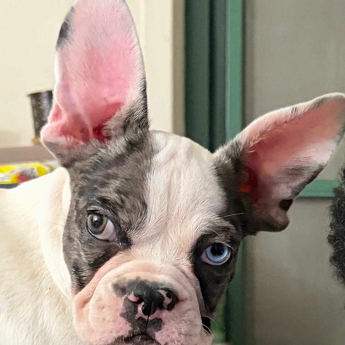 Boscoe
