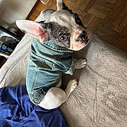 Boscoe is registered to the contest to win money with this photo: dog, puppy, french_bulldog, denim_jacket, jacket, pet, couch, blanket, paw, ear, eyes, indoor, hardwood_floor, textile, sitting, portrait, looking_back, cute, home, fur