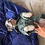 Boscoe joined the competition — help win amazing prizes! dog, puppy, french_bulldog, pet, denim_jacket, clothing, blanket, bedding, human_hand, paw, belly, snout, nose, eyes, fur, cute, indoor, portrait, button, nails