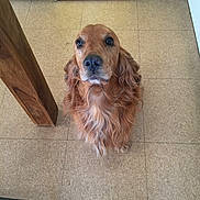 Lauky a rejoint le concours — aidez-le/la à gagner de superbes lots ! animal, brown, cabinet, canine, companion, curly_fur, cute, dog, domestic, ears, floor, fur, golden_retriever, indoor, kitchen, looking_up, pet, table_leg, tile_floor, waiting