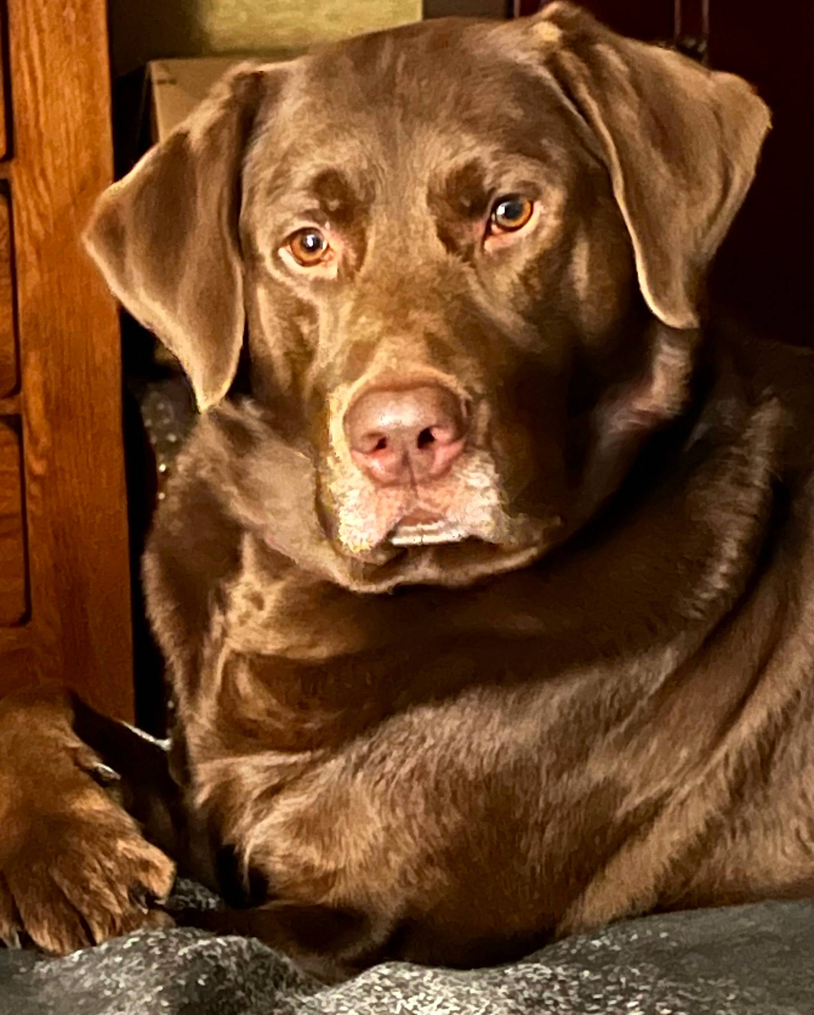 Bo Whitaker is registered to the contest to win money with this photo: canidae, carnivore, companion_dog, dog, dog_breed, dog_collar, fawn, fur, gun_dog, hunting_dog, liver, snout, sporting_group, terrestrial_animal, whiskers, working_animal