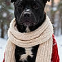 dog, black_dog, scarf, red_sweater, snow, winter, outdoor, forest, frost, cold, animal, pet, portrait, cozy, knitwear, cute, fur, nature, seasonal, snowflakes