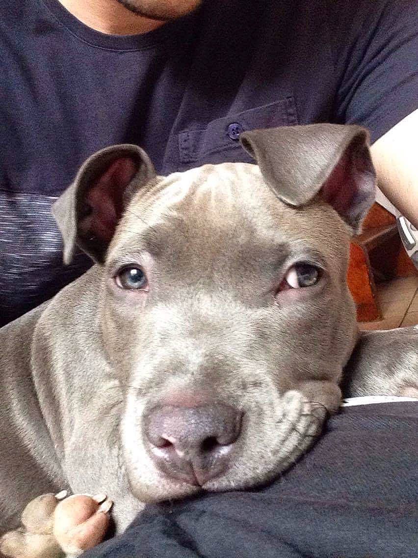 Niska participe au concours pour gagner de l'argent avec cette photo : canidae, carnivore, companion_dog, dog, dog_breed, dogo_argentino, ear, fawn, non_sporting_group, pit_bull, puppy, sleeve, snout, sporting_group, t_shirt, terrestrial_animal, whiskers, working_animal, wrinkle