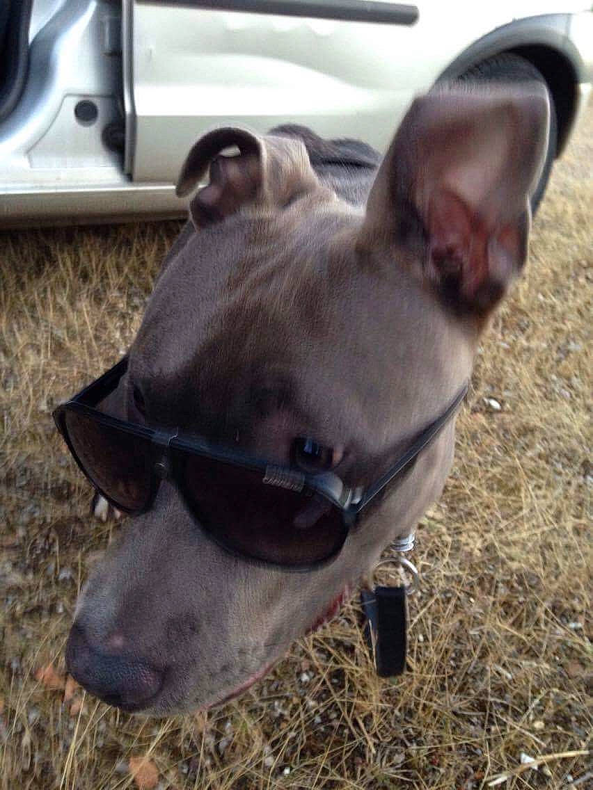 Niska participe au concours pour gagner de l'argent avec cette photo : canidae, carnivore, collar, companion_dog, dog, dog_breed, dog_collar, dog_supply, fawn, grass, hunting_dog, jaw, liver, non_sporting_group, pet_supply, snout, sporting_group, terrestrial_animal, whiskers, working_animal