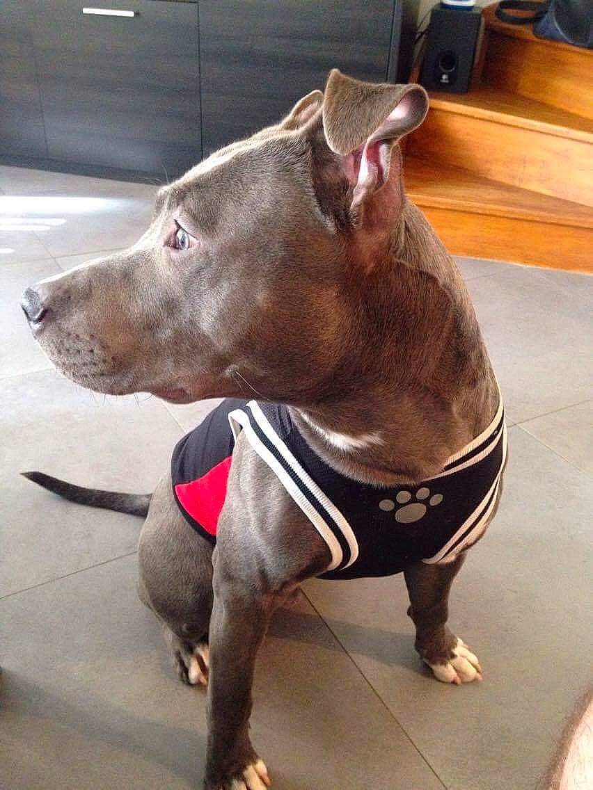 Niska participe au concours pour gagner de l'argent avec cette photo : canidae, carnivore, collar, companion_dog, dog, dog_breed, dog_collar, dog_supply, ear, fawn, guard_dog, jaw, liver, metal, pet_supply, snout, sporting_group, terrestrial_animal, whiskers, working_animal