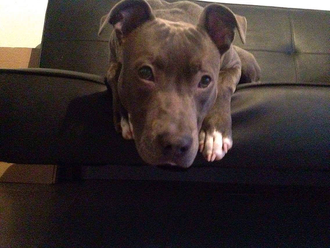 Niska participe au concours pour gagner de l'argent avec cette photo : carnivore, comfort, companion_dog, dog, dog_breed, fawn, liver, non_sporting_group, pet_supply, snout, sporting_group, terrestrial_animal, whiskers, working_animal