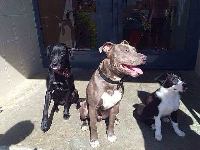 Niska participe au concours pour gagner de l'argent avec cette photo : canidae, carnivore, collar, companion_dog, dog, dog_breed, dog_collar, dog_supply, fawn, fur, guard_dog, gun_dog, leash, liver, snout, sporting_group, tail, whiskers, working_animal, working_dog