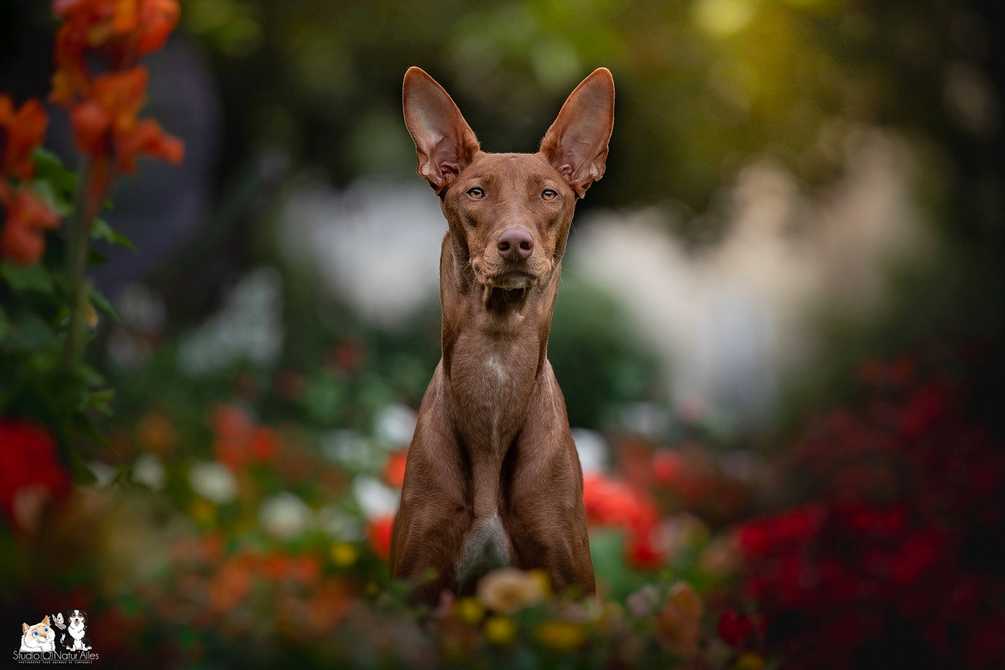 Oracle a rejoint le concours — aidez-le/la à gagner de superbes lots ! canidae, carnivore, cirneco_delletna, dog, dog_breed, ear, fawn, hunting_dog, ibizan_hound, mammal, mexican_hairless_dog, pharaoh_hound, podenco_canario, vertebrate, wildlife