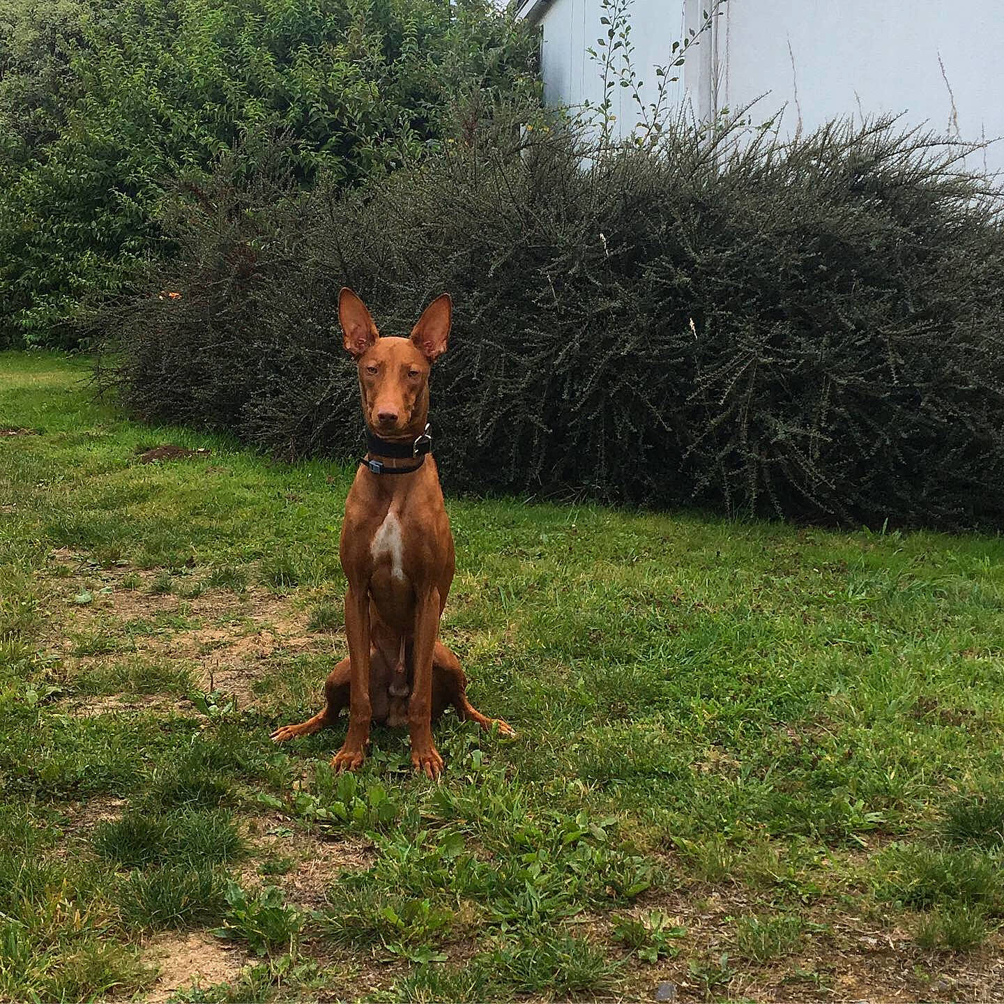 Oracle a rejoint le concours — aidez-le/la à gagner de superbes lots ! canidae, carnivore, cirneco_delletna, dobermann, dog, dog_breed, fawn, grass, guard_dog, hunting_dog, ibizan_hound, liver, mammal, pharaoh_hound, plant, podenco_canario, sporting_group, vertebrate, working_dog
