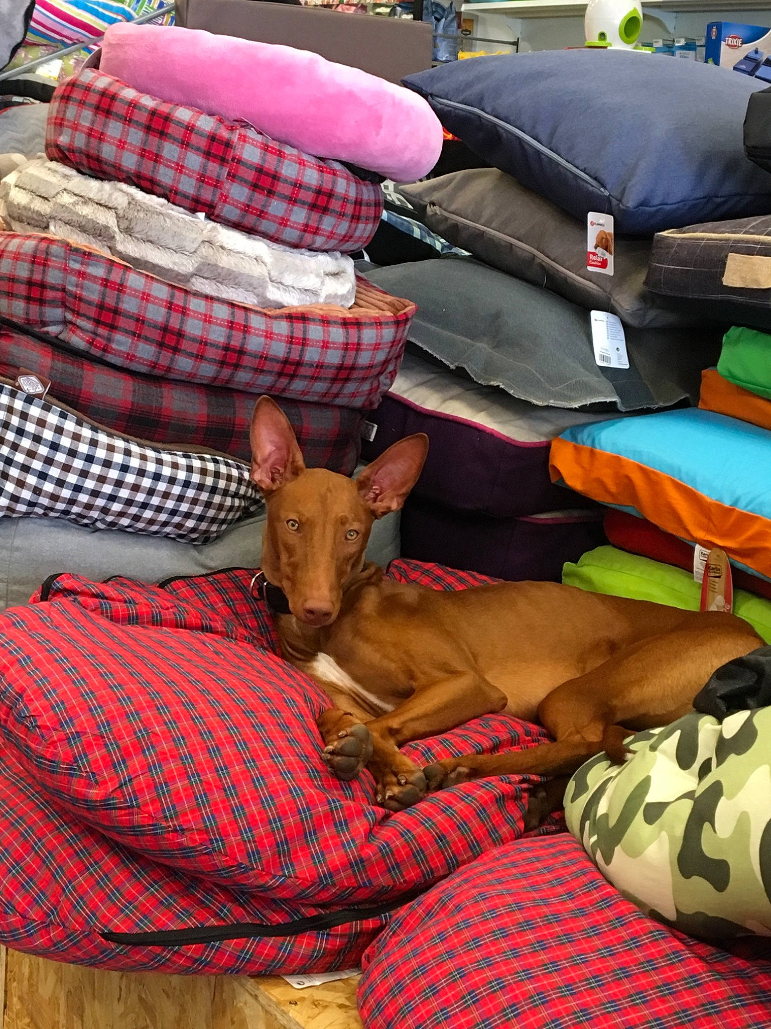 Oracle a rejoint le concours — aidez-le/la à gagner de superbes lots ! canidae, carnivore, fawn