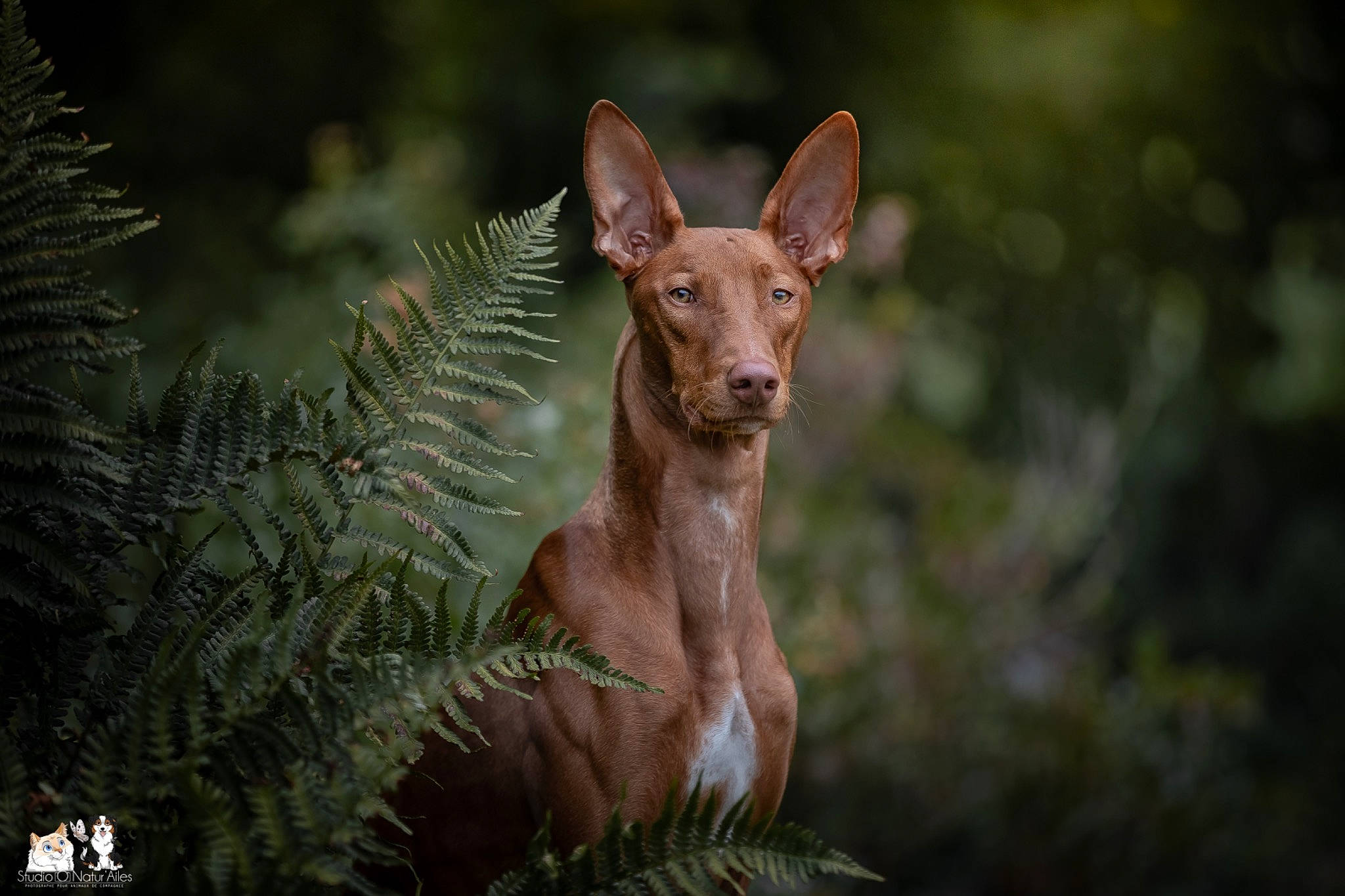Oracle participe au concours pour gagner de l'argent avec cette photo : canidae, carnivore, cirneco_delletna, dog, dog_breed, fawn, hunting_dog, ibizan_hound, mammal, mexican_hairless_dog, pharaoh_hound, podenco_canario, vertebrate, wildlife