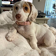 Willow joined the competition — help win amazing prizes! dog, puppy, spaniel, white_fur, brown_markings, floppy_ears, collar, pink_collar, bell, sitting, lying_down, blanket, indoors, living_room, television, furniture, portrait, close_up, pet, cute