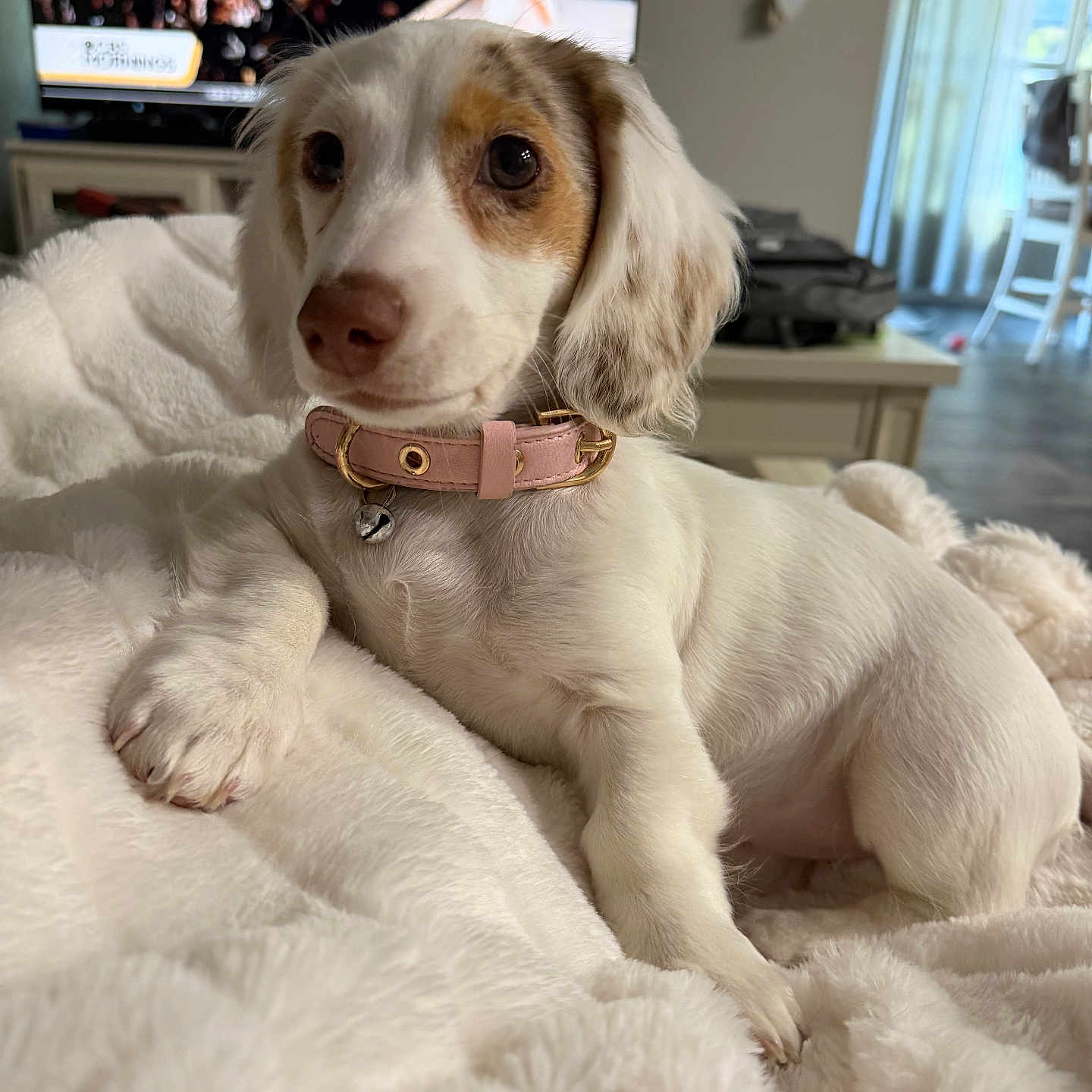 Willow
