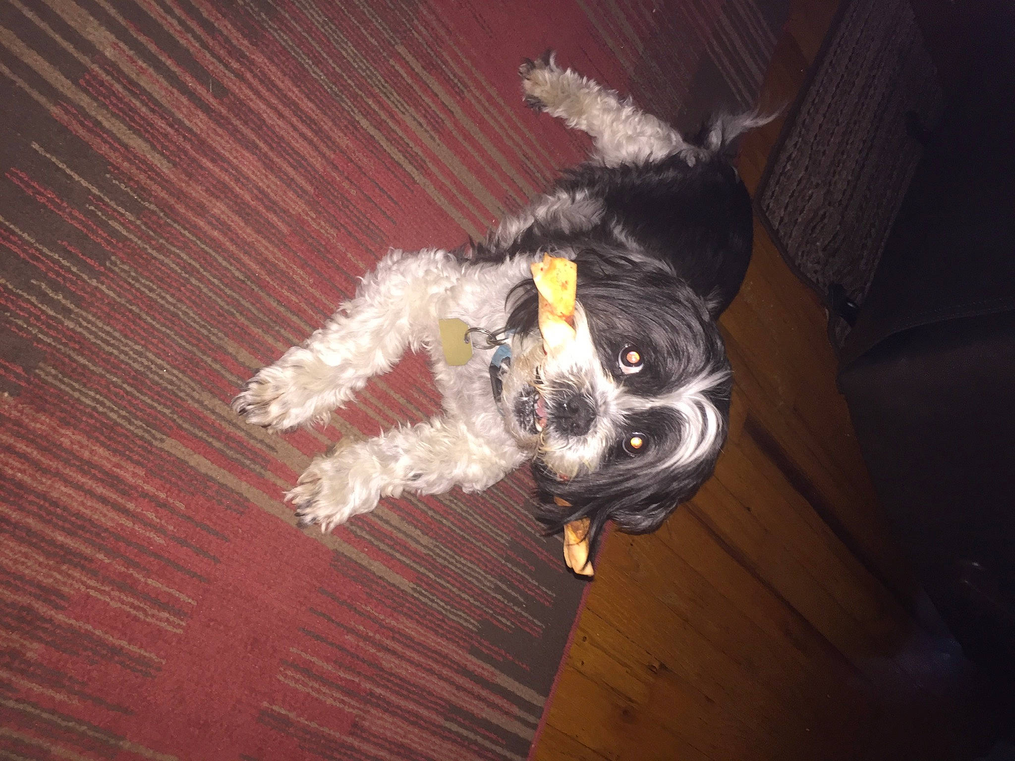 Tobbie joined the competition — help win amazing prizes! canidae, carnivore, companion_dog, darkness, dog, dog_breed, dog_collar, eyewear, fur, goggles, hardwood, personal_protective_equipment, snout, spaniel, sporting_group, sunglasses, tail, toy_dog, whiskers, wood