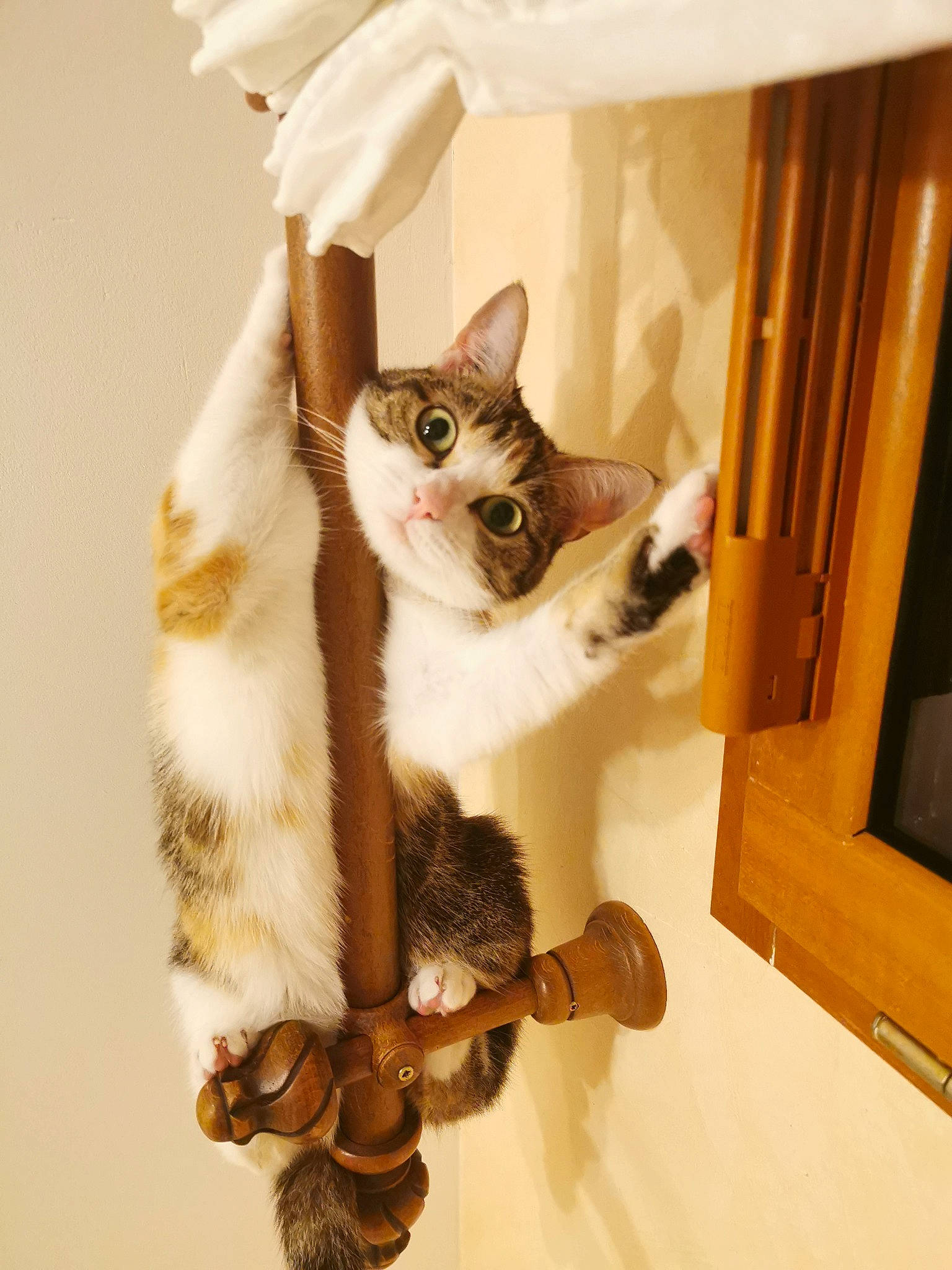 Bibiche participe au concours pour gagner de l'argent avec cette photo : carnivore, cat, cat_supply, comfort, domestic_short_haired_cat, door, fawn, felidae, fur, hardwood, paw, pet_supply, room, small_to_medium_sized_cats, snout, stairs, tail, whiskers, window, wood