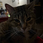 Louisa joined the competition — help win amazing prizes! animal, cat, close_up, cozy, cute, dim_light, domestic_cat, ears, eyes, face, feline, fur, household, indoor, mammal, pet, portrait, tabby, tabby_cat, whiskers