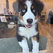 Harley a rejoint le concours — aidez-le/la à gagner de superbes lots ! puppy, dog, blue_eyes, fluffy_fur, indoor, window, cushion, tongue_out, happy, pet, collar, black_white_brown, face, young_dog, wooden_floor, home, cozy, sign, reflection, cute