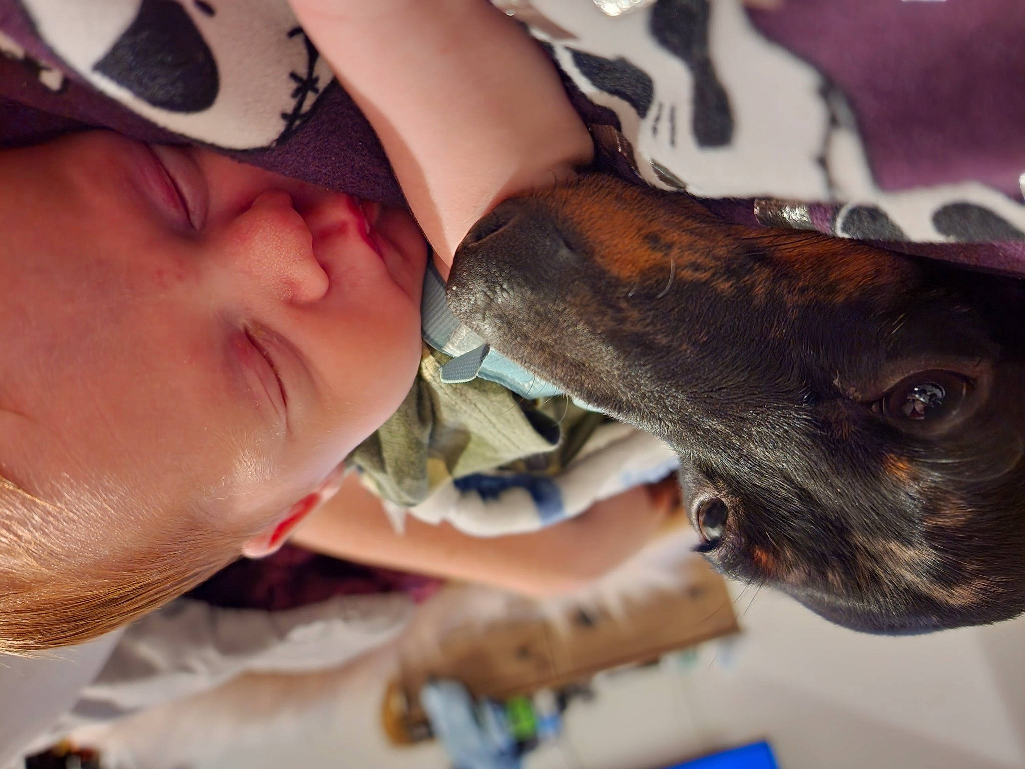 Ambrose joined the competition — help win amazing prizes! baseball_cap, cap, carnivore, companion_dog, dog, dog_breed, ear, fawn, finger, gesture, happy, hat, jaw, mouth, neck, nose, person, skin, sun_hat, sunglasses