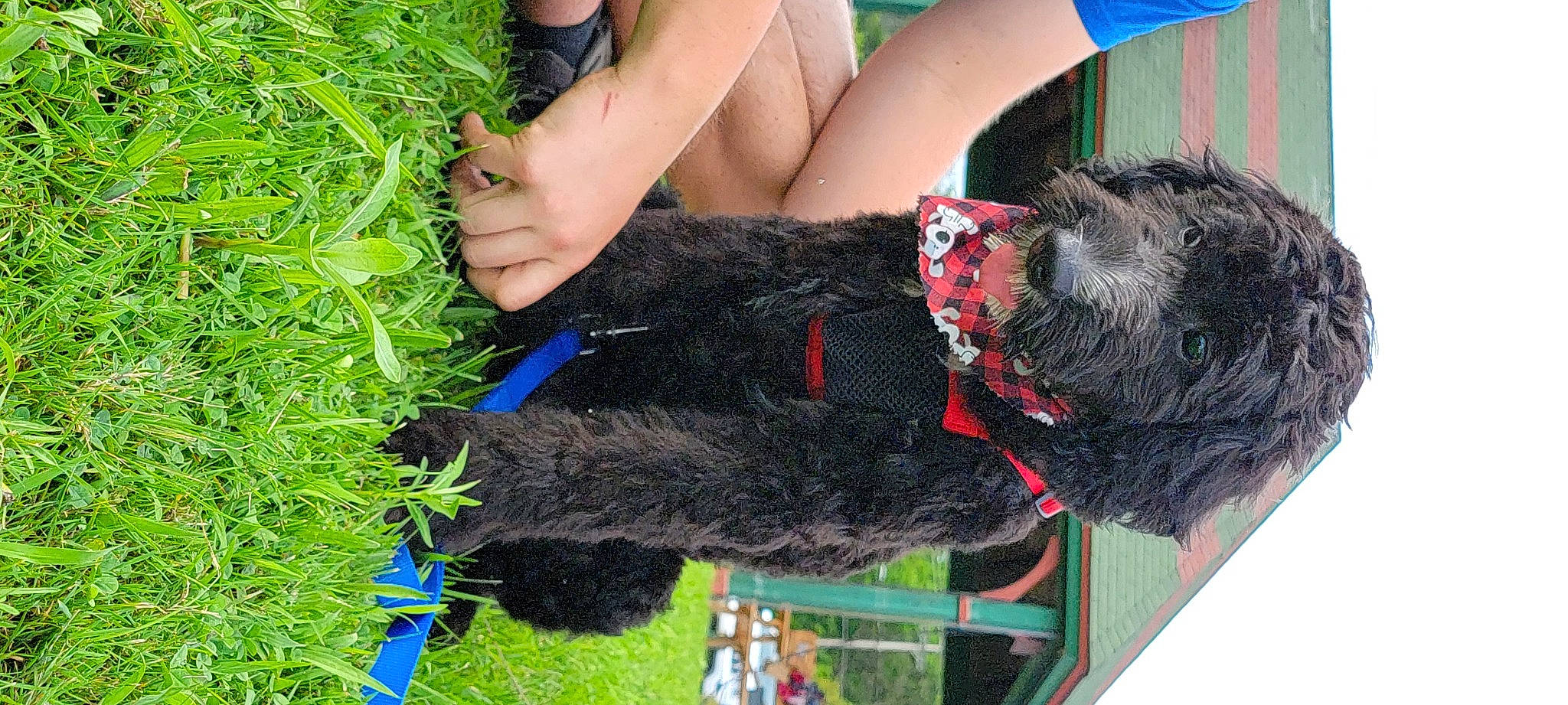 Brody is registered to the contest to win money with this photo: carnivore, collar, companion_dog, dog, dog_breed, dog_collar, electric_blue, fashion_accessory, foot, fur, grass, green, groundcover, human_leg, leash, people_in_nature, plant, soil, thigh, working_animal