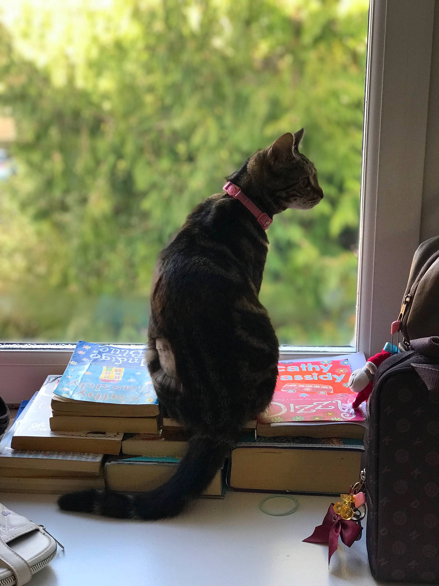 Jerry joined the competition — help win amazing prizes! bag, carnivore, cat, collar, companion_dog, desk, dog, dog_breed, felidae, fur, luggage_and_bags, plant, sitting, small_to_medium_sized_cats, sporting_group, table, tail, tree, whiskers, window