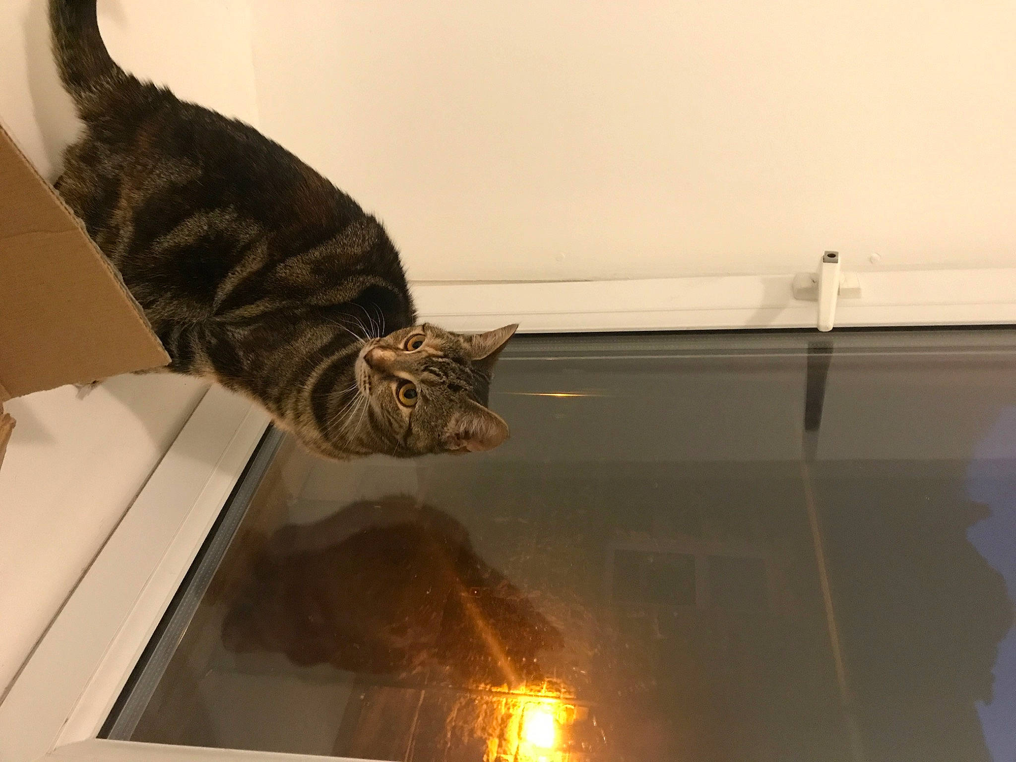 Jerry is registered to the contest to win money with this photo: art, carnivore, cat, domestic_short_haired_cat, felidae, flooring, fur, glass, hardwood, metal, room, small_to_medium_sized_cats, tail, tourist_attraction, whiskers, wood