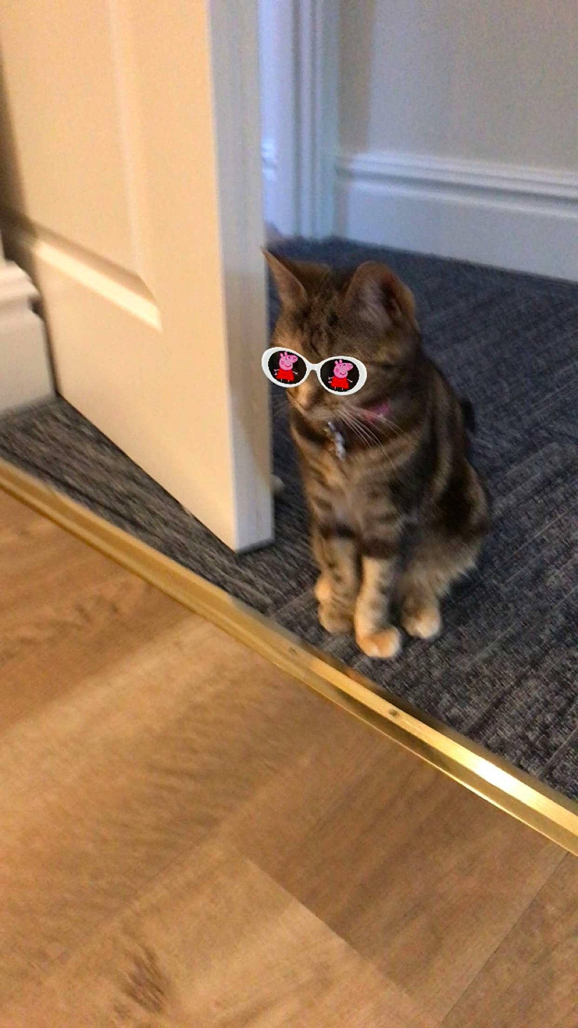 Jerry is registered to the contest to win money with this photo: brown, carnivore, cat, door, fawn, felidae, floor, flooring, fur, grey, hardwood, human_leg, laminate_flooring, small_to_medium_sized_cats, snout, tail, whiskers, window, wood, wood_stain