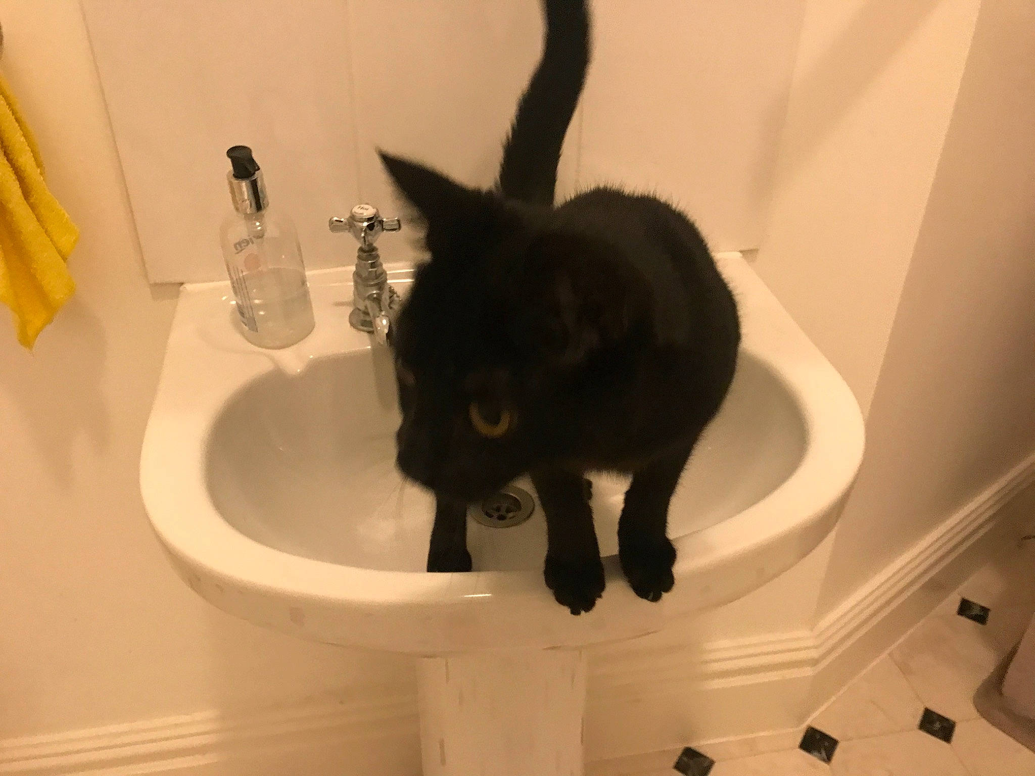 Tom is registered to the contest to win money with this photo: bathroom, bathroom_accessory, bathroom_sink, carnivore, cat, ceramic, felidae, flooring, hardwood, household_supply, interior_design, material_property, plumbing, plumbing_fixture, room, sink, small_to_medium_sized_cats, tail, tap, whiskers