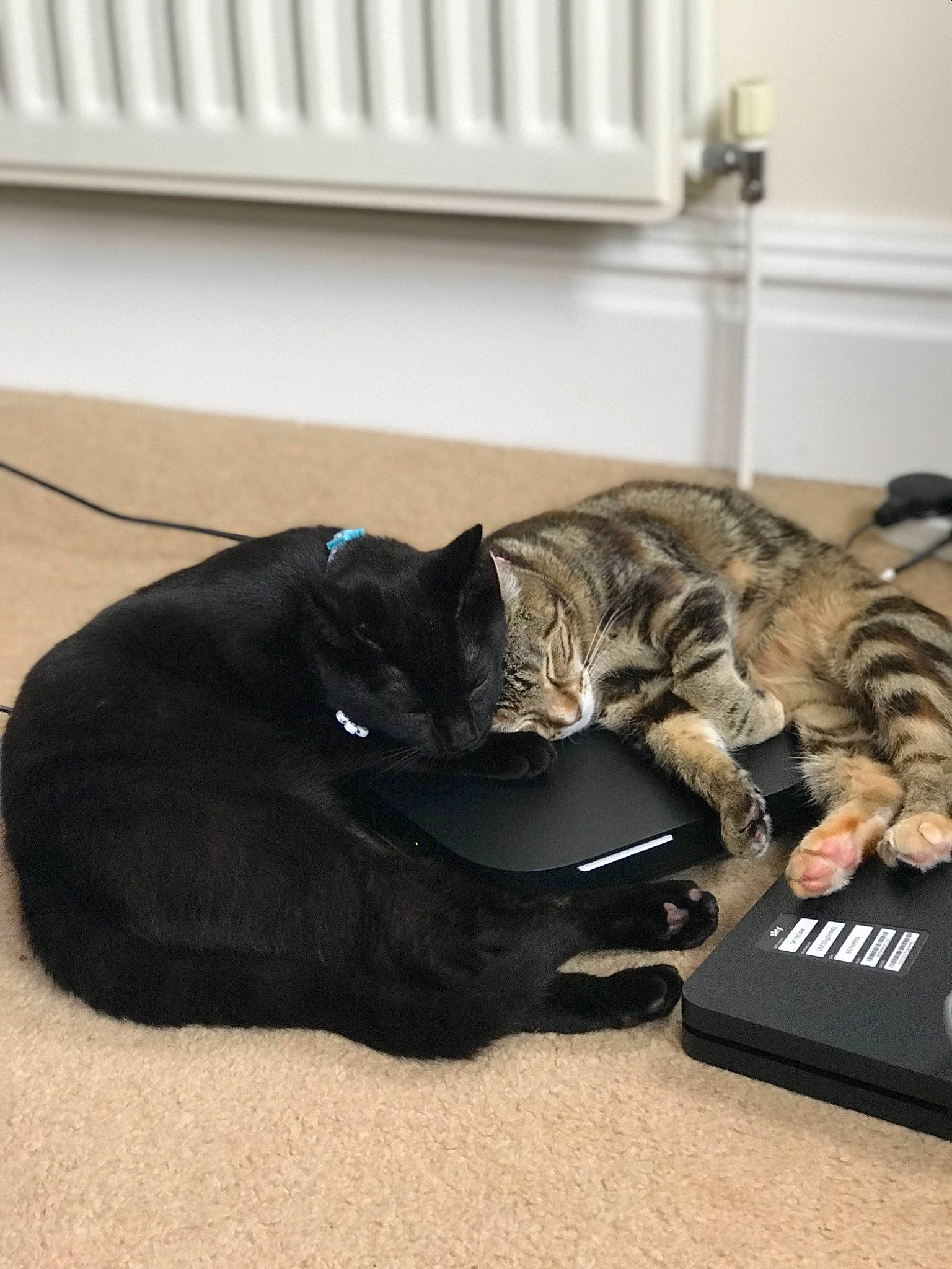 Tom And Jerry is registered to the contest to win money with this photo: carnivore, cat, claw, comfort, computer, domestic_short_haired_cat, felidae, flooring, fur, laptop, mammal, nap, office_supplies, paw, personal_computer, room, small_to_medium_sized_cats, tail, whiskers