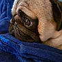 dog, pug, close_up, face, fur, wrinkles, eye, resting, blanket, blue, soft, texture, pet, animal, cute, sleepy, indoors, cozy, portrait, companion