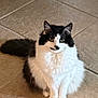 cat, black_white_cat, fluffy, indoor, tile_floor, sitting, portrait, pet, feline, curious, whiskers, tail, paws, green_eyes, fur, domestic_cat, home_interior, cute, looking_at_camera, relaxed