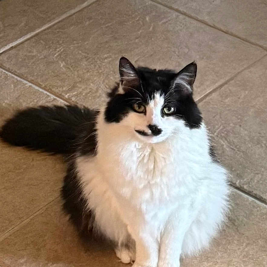 Loe joined the competition — help win amazing prizes! black_white_cat, cat, curious, cute, domestic_cat, feline, fluffy, fur, green_eyes, home_interior, indoor, looking_at_camera, paws, pet, portrait, relaxed, sitting, tail, tile_floor, whiskers