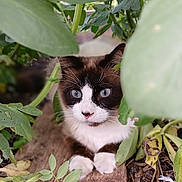 Chachou a rejoint le concours — aidez-le/la à gagner de superbes lots ! animal, blue_eyes, cat, closeup, curious, cute, fur, greenery, ground, hidden, leaf, mammal, nature, outdoor, pet, plant, resting, soil, whiskers, wood