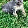 alert, animal, canine, cute, dog, ears, french_bulldog, garden, grass, gray_coat, greenery, nature, outdoor, pet, photography, portrait, puppy, short_hair, sitting, wrinkles