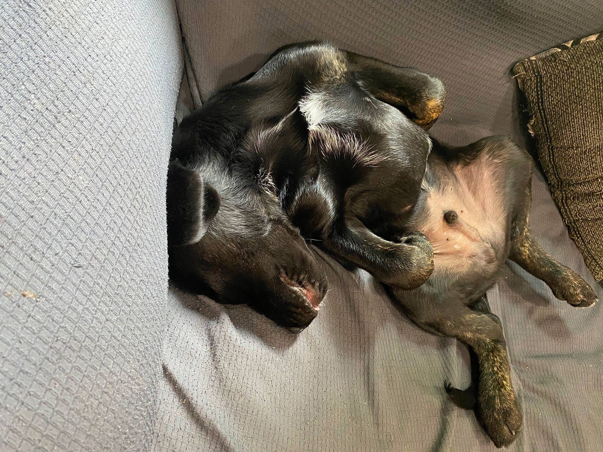 Wrangler is registered to the contest to win money with this photo: canidae, carnivore, claw, comfort, companion_dog, dog, dog_breed, felidae, fur, grey, liver, paw, small_to_medium_sized_cats, snout, sporting_group, tail, terrestrial_animal, toy_dog, whiskers, working_animal