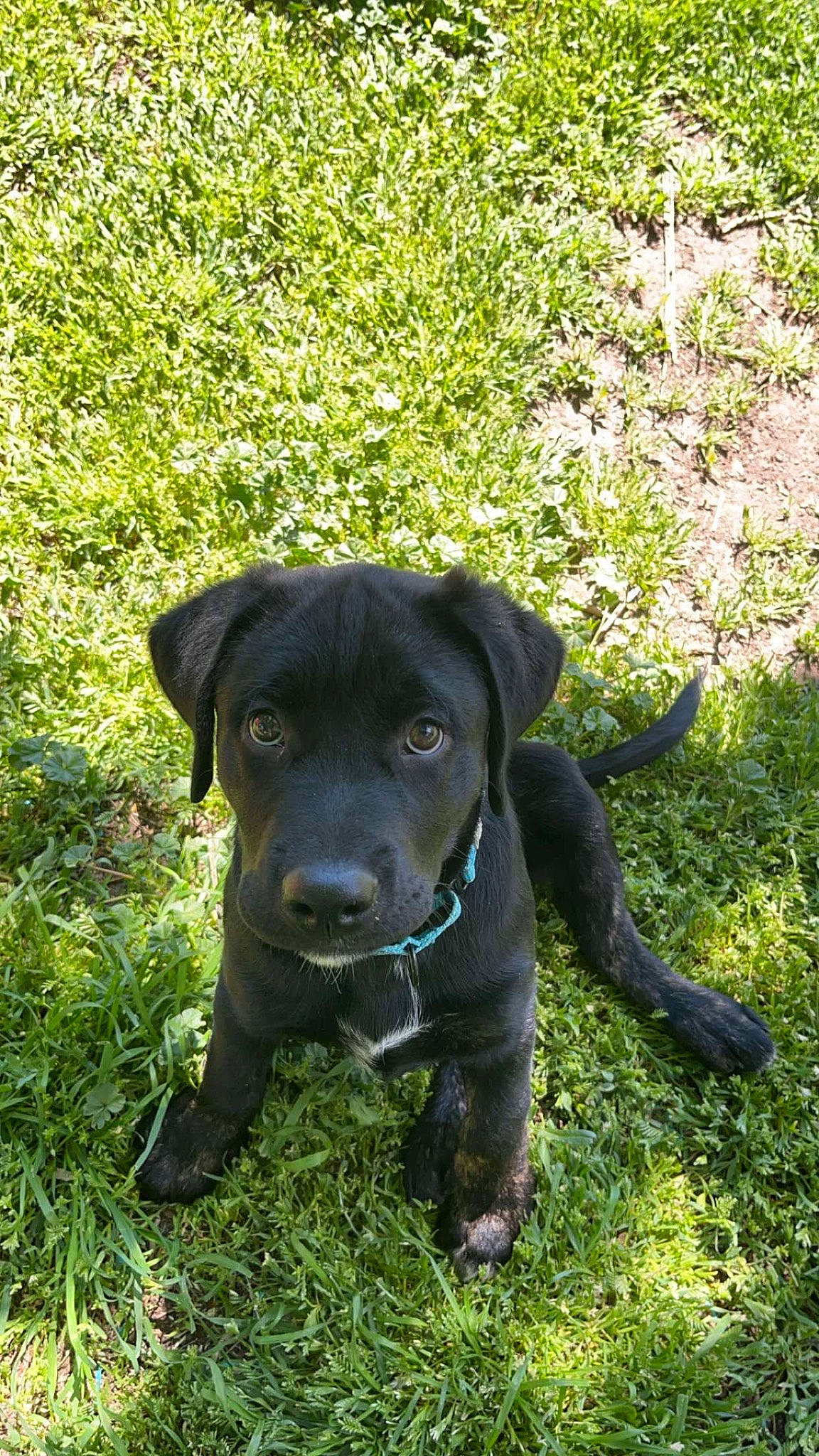 Wrangler is registered to the contest to win money with this photo: borador, canidae, carnivore, collar, companion_dog, dog, dog_breed, dog_collar, grass, grassland, groundcover, gun_dog, plant, pointing_breed, retriever, snout, sporting_group, terrestrial_animal, whiskers, working_animal