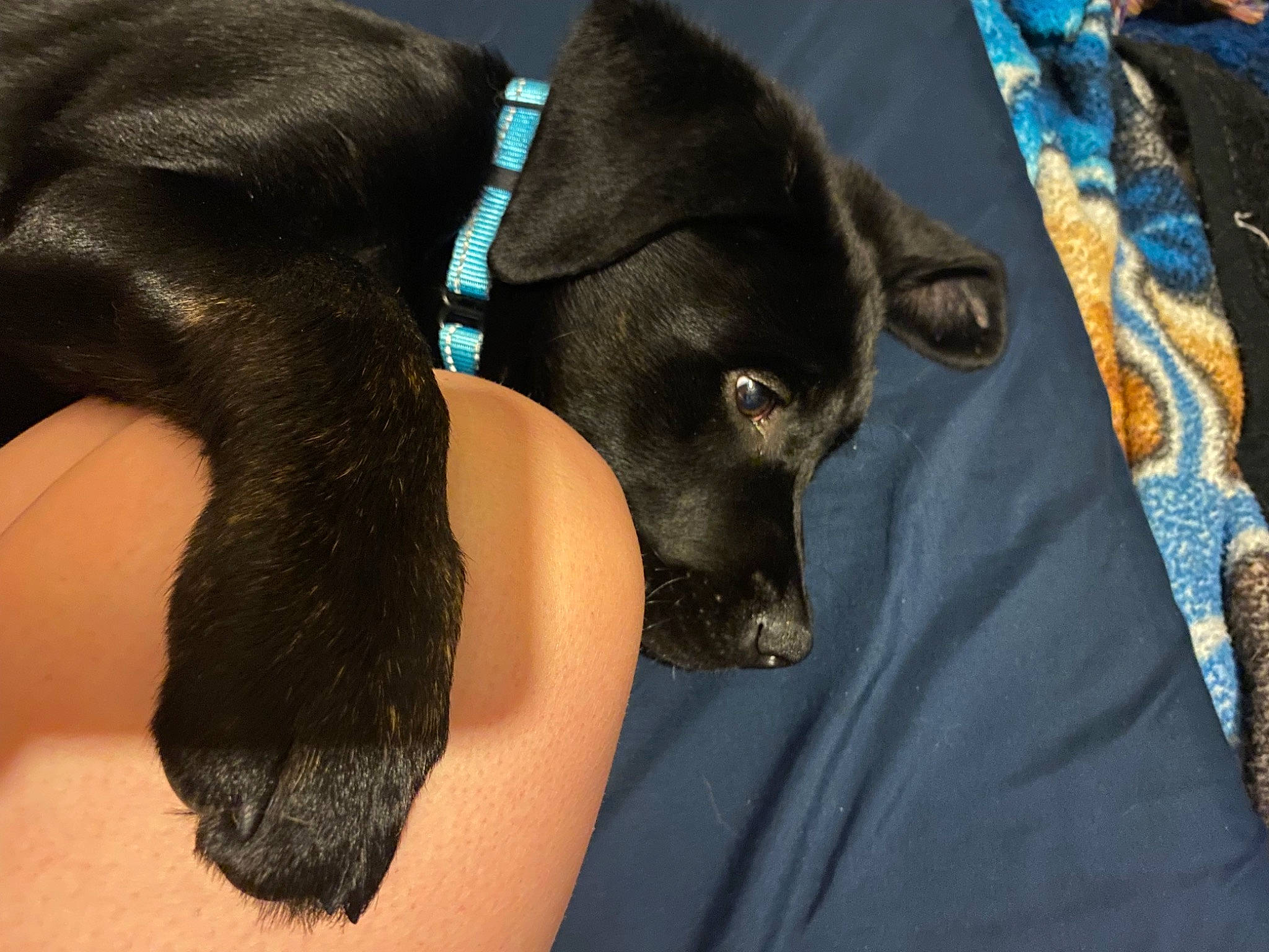 Wrangler is registered to the contest to win money with this photo: canidae, carnivore, comfort, companion_dog, dog, dog_breed, dog_collar, dog_supply, electric_blue, fashion_accessory, fawn, fur, gesture, pet_supply, sleeve, snout, sporting_group, whiskers, working_animal, wrist