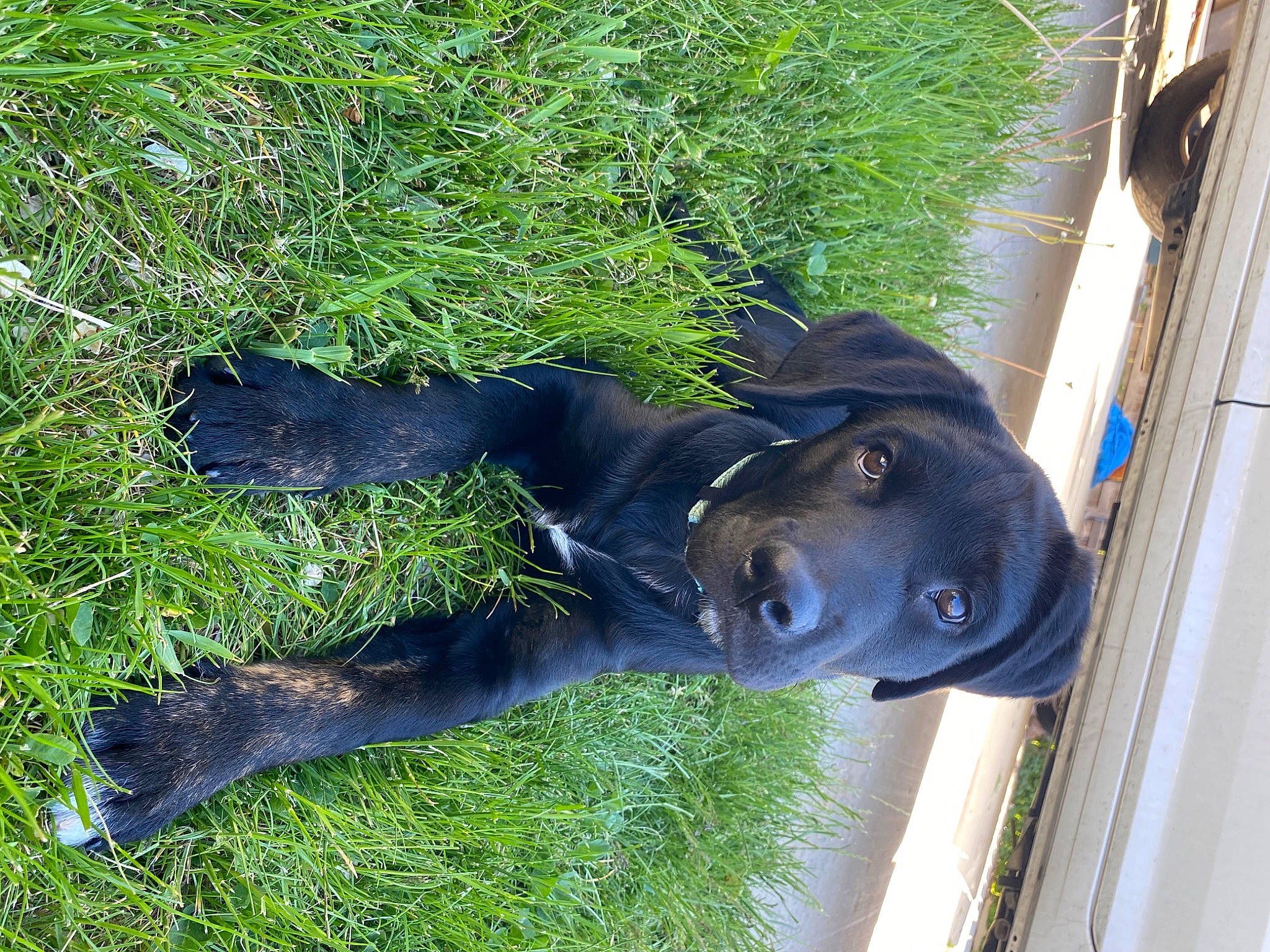 Wrangler joined the competition — help win amazing prizes! art, canidae, carnivore, companion_dog, dog, dog_breed, electric_blue, fawn, fur, grass, groundcover, guard_dog, plant, sculpture, snout, sporting_group, tail, tree, window, working_animal