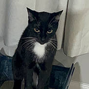 Kitty is registered to the contest to win money with this photo: cat, black_and_white, whiskers, container, indoor, curtains, carpet, floor, animal, pet, feline, white_paws, standing, looking, domestic, close_up, fur, ears, eyes, portrait