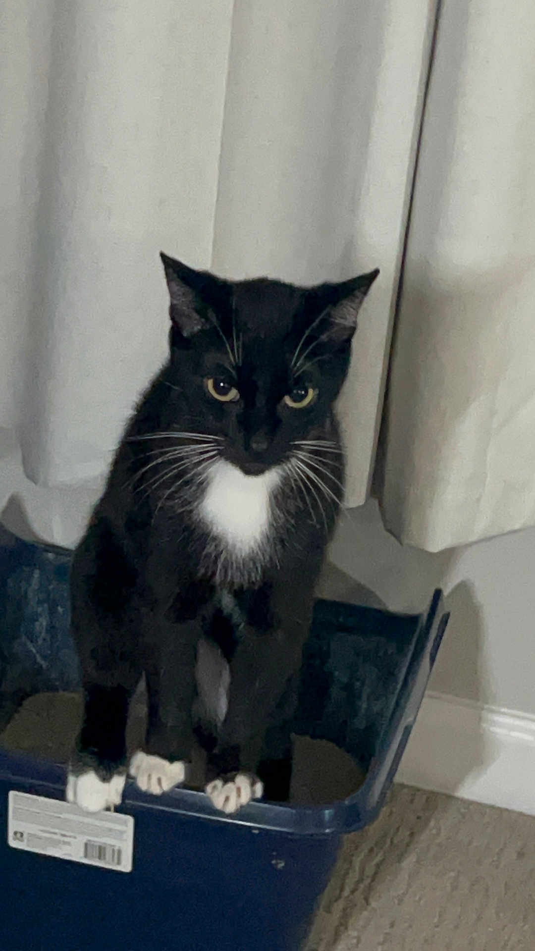 Kitty