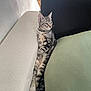 cat, tabby_cat, couch, cushion, indoor, relaxed, feline, pet, striped, resting, fur, whiskers, ear, paw, side_view, cozy, household, domestic_animal, looking_away, seated