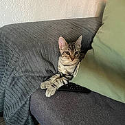 Yaka participe au concours pour gagner de l'argent avec cette photo : cat, kitten, tabby, couch, sofa, gray, green_pillow, remote_control, indoor, pet, relaxed, feline, cozy, resting, fur, whiskers, ears, paws, home, comfortable