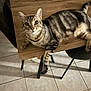 alert, animal, black_chair, cat, chair, curious, domestic, feline, floor, indoor, mammal, paw, pet, relaxed, striped, tabby, table, tile_floor, whiskers, wooden_table