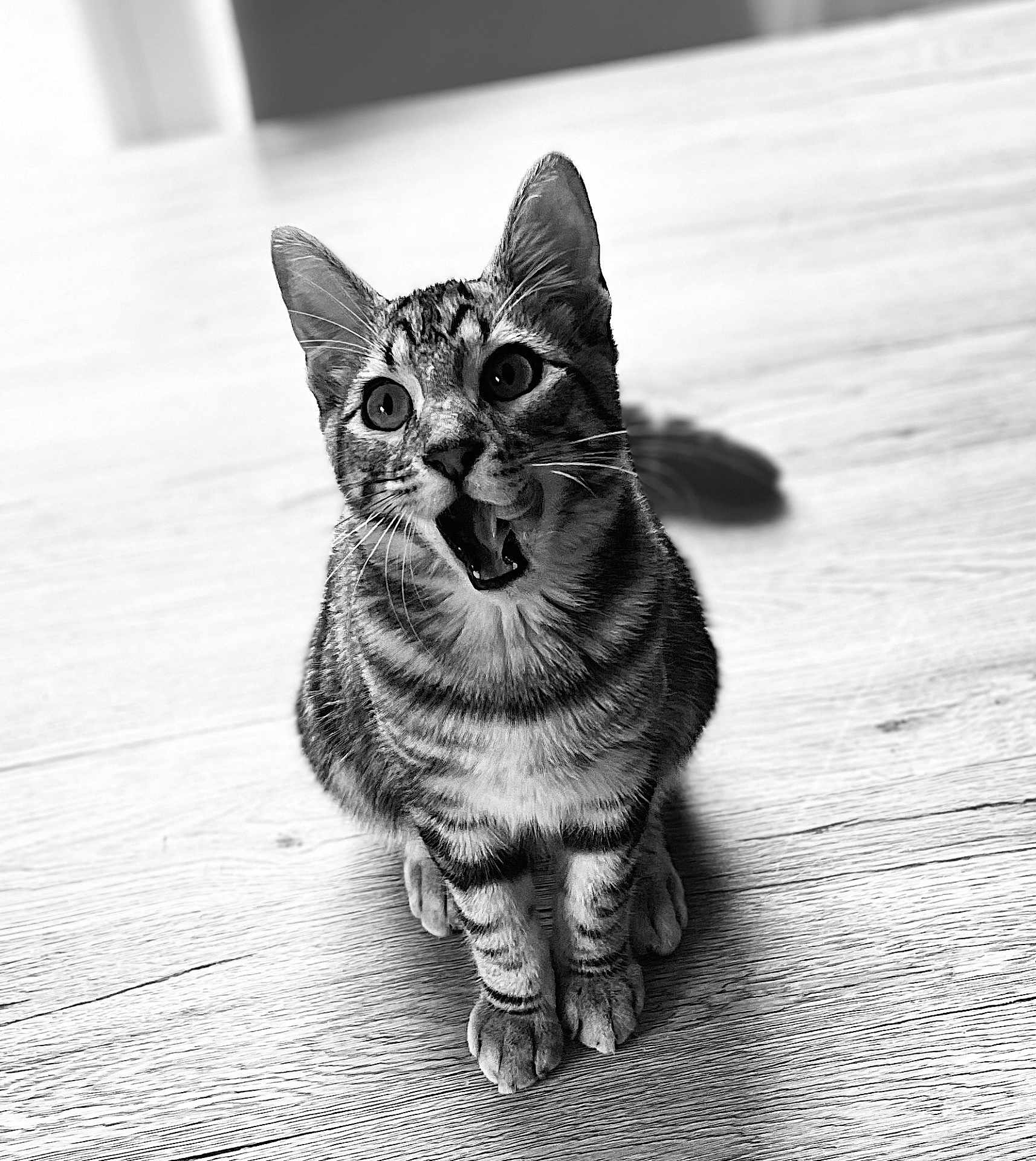 Yaka participe au concours pour gagner de l'argent avec cette photo : cat, tabby, pet, animal, feline, mouth_open, sitting, wooden_floor, indoor, whiskers, ears, fur, black_and_white, close_up, curious, young_cat, portrait, domestic_cat, cute, alert