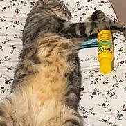 Yaka a rejoint le concours — aidez-le/la à gagner de superbes lots ! animal, bed, bedspread, cat, cozy, cute, domestic_cat, floral_pattern, fur, indoor, lying_down, paw, pet, relaxed, resting, sleeping, striped, tabby, toy, yellow_bottle