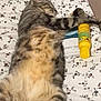 animal, bed, bedspread, cat, cozy, cute, domestic_cat, floral_pattern, fur, indoor, lying_down, paw, pet, relaxed, resting, sleeping, striped, tabby, toy, yellow_bottle
